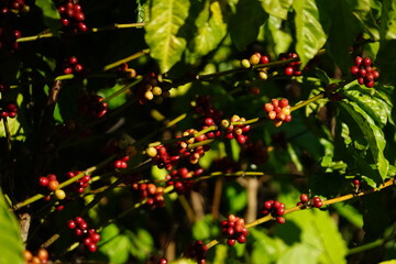 Organic coffee plantations and coffee trees, ripe coffee cherry berries are red.	