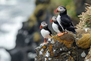 Fototapeta premium Puffin Family on the rock, Iceland.