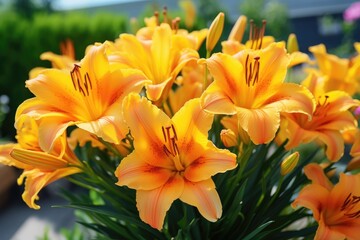 Brightly orange lily flowers. Beautiful flowers with orange petals.