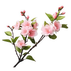Peach blossom branch on isolate transparency background, PNG