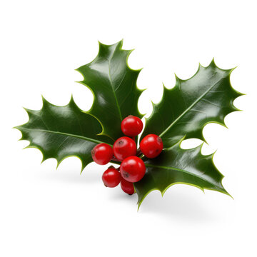 holly leaves and berries on isolate transparency background, PNG