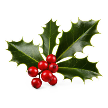 holly berries and leaves on isolate transparency background, PNG