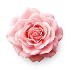 pink rose on isolate transparency background, PNG
