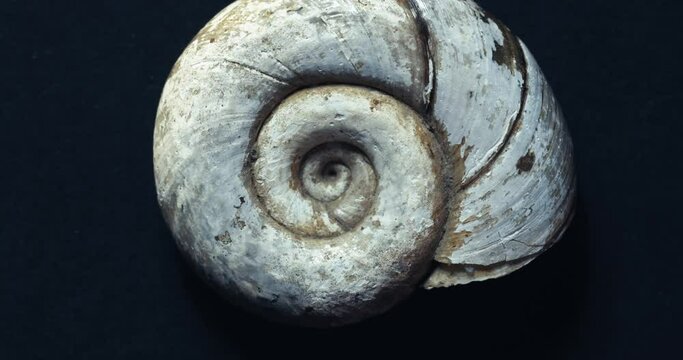Spinning snail gastropod shell macro