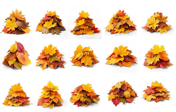 set Pile of autumn colored leaves isolated on white background. A heap of different maple dry leaf .Red and colorful foliage colors in the fall season