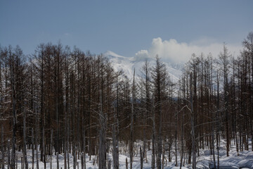 冬の晴れた日の雪山とカラマツ林
