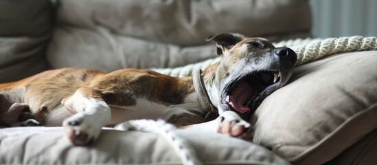 Drowsy dog yawns, then dozes off on couch cushion.