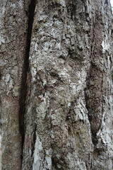bark of a tree