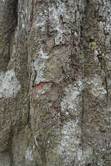 bark of a tree