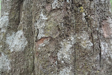 tree texture