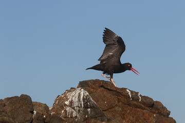 Wing Stretch