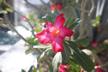 Beautiful pink flower with nice leaves on bush, bright with sun shining through some parts of flower