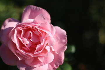Pink Rose Bloom in sunlight with Dark Background