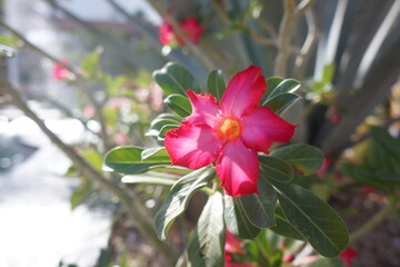 Beautiful pink flower with nice leaves on bush, bright with sun shining through some parts of flower