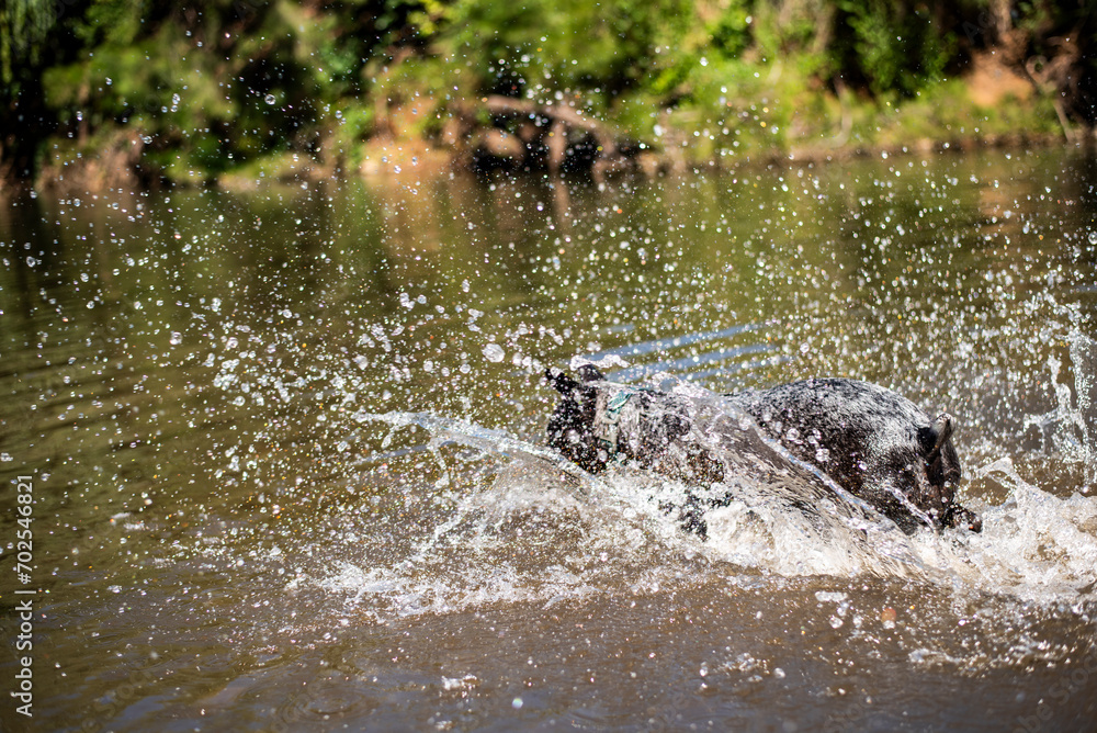 Canvas Prints Australian Cattle Dog playing in a river