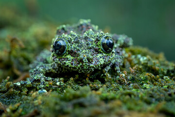 Vietnamese Mossy Frog (Theloderma corticale) or Tonkin Bug-eyed Frog is a species of frog found in Vietnam. Vietnamese Mossy Frog camouflage to the mossy wood.