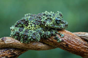 Vietnamese Mossy Frog (Theloderma corticale) or Tonkin Bug-eyed Frog is a species of frog found in Vietnam.