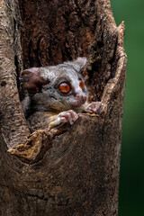 The Bushbaby or Galago, is a small and nocturnal primate and native to Africa.