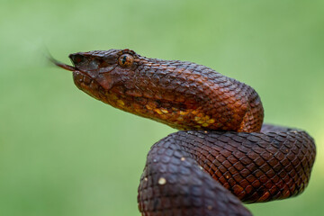 Flat Nose Pit Viper (Craspedocephalus puniceus) is a venomous pit viper species native to Southeast...
