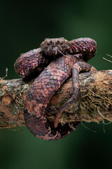 Bornean Pit Viper (Craspedocephalus borneensis) camouflage to the tree branch. It is a venomous pit viper species endemic to the island of Borneo in Indonesia.
