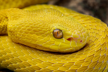 Closeup head of Yellow White Lipped Pit Viper - Trimeresurus insularis.