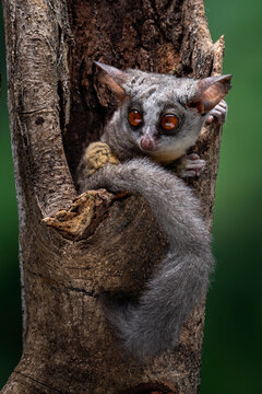 The Bushbaby or Galago, is a small and nocturnal primate and native to Africa.