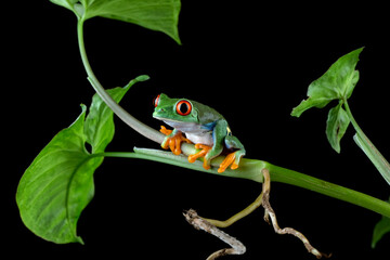 Red-eyed Tree Frog (Agalychnis callidryas) camouflaged on green leaves.