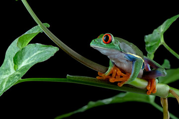 Red-eyed Tree Frog (Agalychnis callidryas) camouflaged on green leaves.