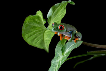 Red-eyed Tree Frog (Agalychnis callidryas) on green leaves.