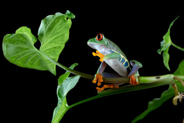 Red-eyed Tree Frog (Agalychnis callidryas) on leaves.