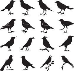 Bird's black silhouettes set. bird silhouettes on white background