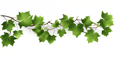 Fototapeta na wymiar young green branch isolated on white background for decoration Ivy foliage on climbing vine green creeper Hanging vine plant succulent leaves of Hoya ovata indoor houseplant.