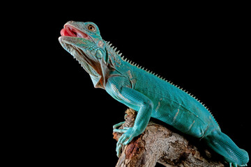 Blue Iguana (Cyclura lewisi) is native to the island of Grand Cayman.