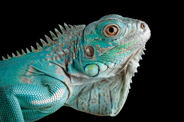 Closeup head of Blue Iguana (Cyclura lewisi) which is native to the island of Grand Cayman.
