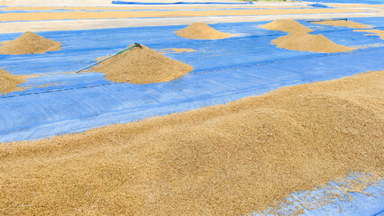 Rice prepared by farmers for drying.