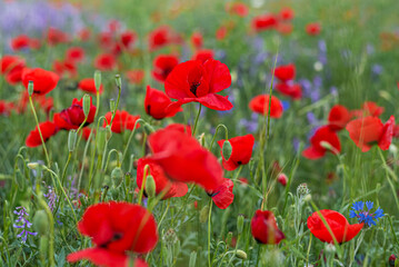 Naklejka premium Red poppy flowers and blue false indigo blooming in a meadow