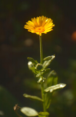 flor Calendula 