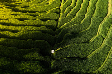 Beautiful terrace of Union Field in Argapura, Majalengka, West Java, Indonesia. 