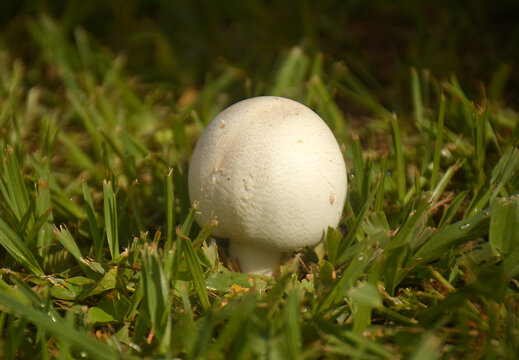 hongo Agaricus arvensis