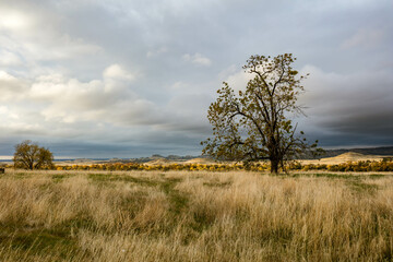 Beautiful landscape of trees and windy blown grass on a gloomy day in Oroville, California