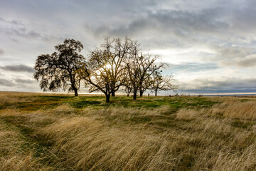Beautiful landscape of trees and windy blown grass on a gloomy day in Oroville, California