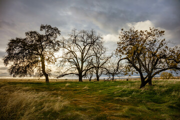 Obraz premium Beautiful landscape of trees and windy blown grass on a gloomy day in Oroville, California