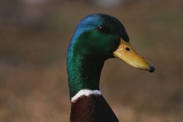 Duck