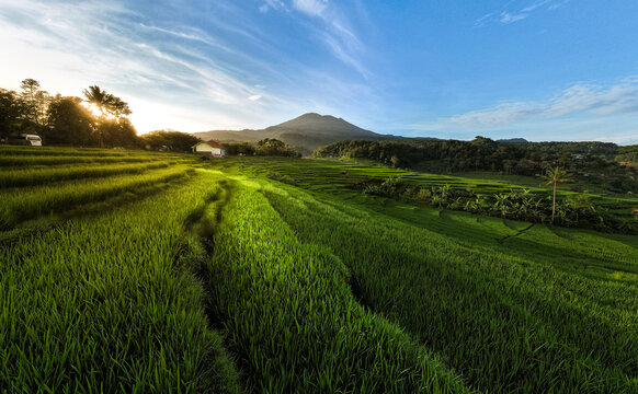 Beautiful terrace of Union Field in Argapura, Majalengka, West Java, Indonesia. 