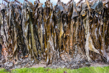 Photograph of a large Kelp processing facility on King Island in the Bass Strait of Tasmania in Australia - obrazy, fototapety, plakaty
