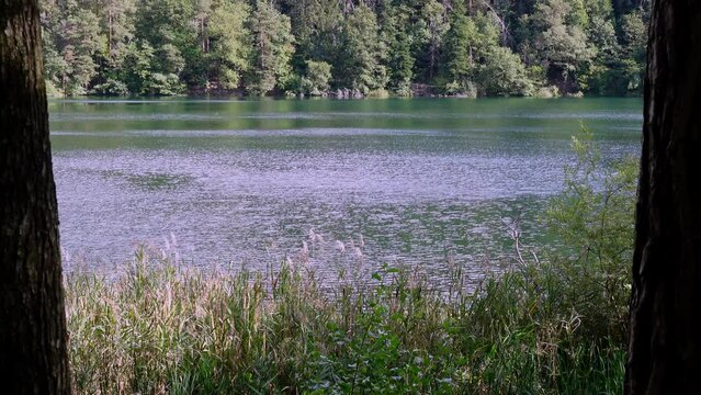 View of the rippled water of the lake Montiggl - Monticolo, Eppan - Appiano, South Tyrol, Italy, reeds and trees