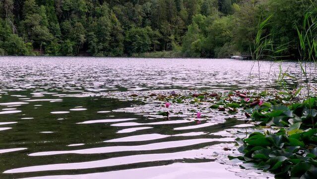 Lake Montiggl - Monticolo, Eppan - Appiano, South Tyrol, Italy, water lilies, reeds