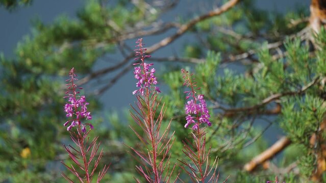 Bright pink fireweed flowers. Pine tree branches in the background.