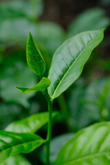 Tea plantation. Tea leaf shoots. Camellia sinensis is a tea plant, a species of plant whose leaves and shoots are used to make tea.