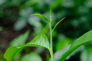 Fototapeta na wymiar Tea plantation. Tea leaf shoots. Camellia sinensis is a tea plant, a species of plant whose leaves and shoots are used to make tea.